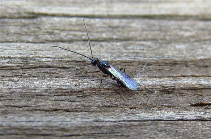 Braconidae del Portogallo:  cfr. Apanteles sp.